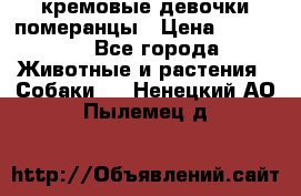 кремовые девочки померанцы › Цена ­ 30 000 - Все города Животные и растения » Собаки   . Ненецкий АО,Пылемец д.